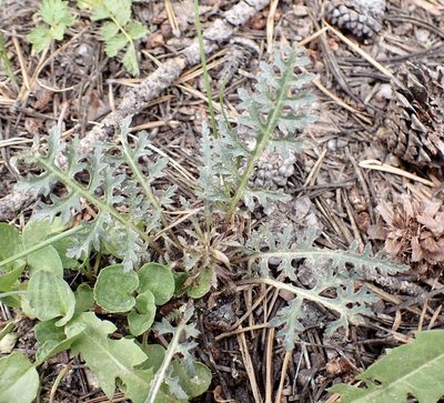 Pedicularis semibarbata, photographed by John Brew