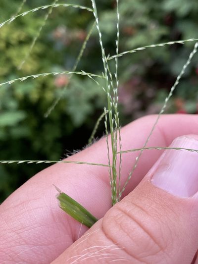 Leptochloa panicea, photographed by Luke Padon