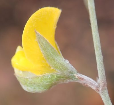 Argyrolobium rarum, photographed by Nicola van Berkel