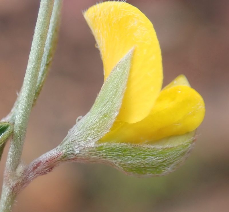 Argyrolobium rarum, photographed by Nicola van Berkel