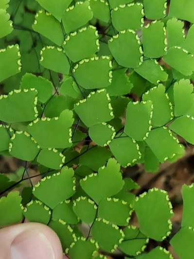 Adiantum amplum, photographed by Trevor Harding
