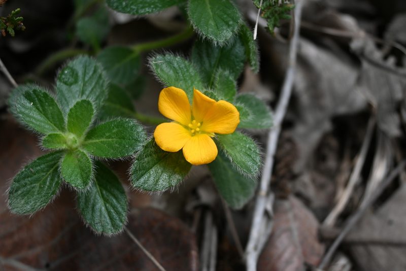 Turnera callosa, photographed by Dante S. Figueroa