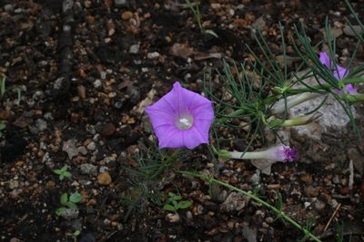 Ipomoea capillacea, photographed by Dante S. Figueroa
