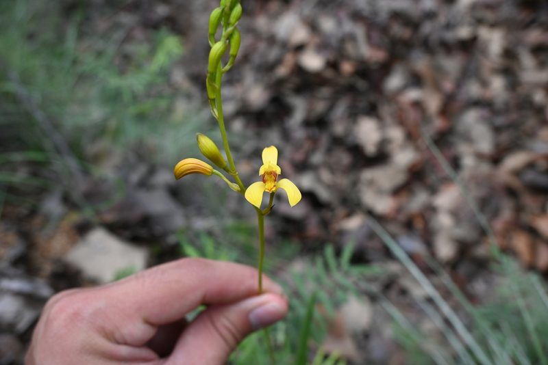 Bletia adenocarpa, photographed by Dante S. Figueroa