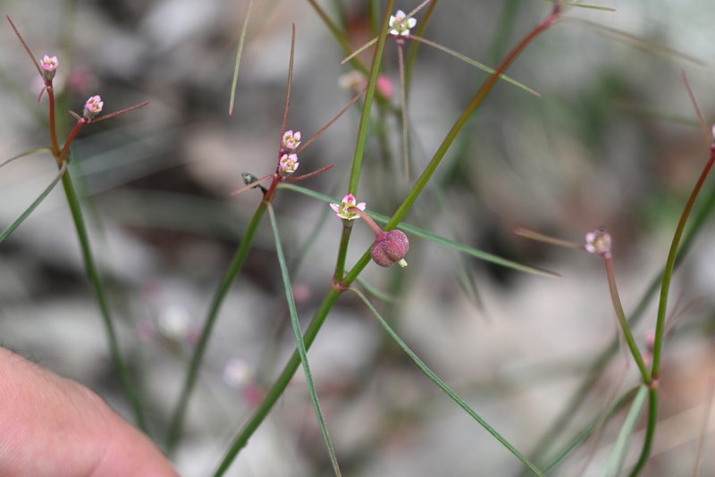Euphorbia sphaerorhiza, photographed by Dante S. Figueroa
