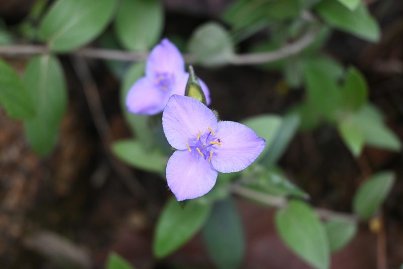Tradescantia crassifolia, photographed by Dante S. Figueroa