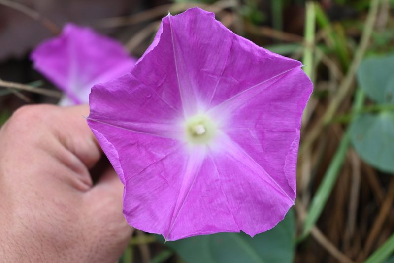 Ipomoea orizabensis, photographed by Dante S. Figueroa