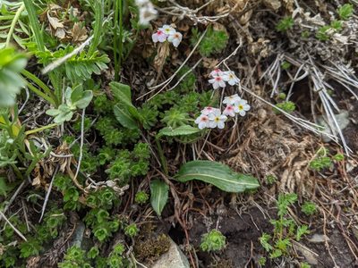 Androsace lehmanniana, photographed by Zac Peterson