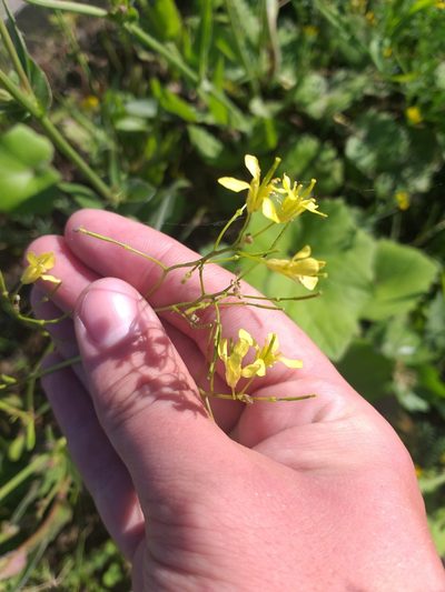 Sisymbrium polymorphum, photographed by Dmitriy Bochkov