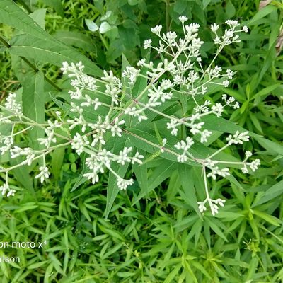 Eupatorium sessilifolium, photographed by NC Moth Project
