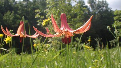 Lilium canadense