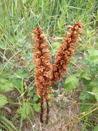 Orobanche picridis, photographed by Michel Langeveld