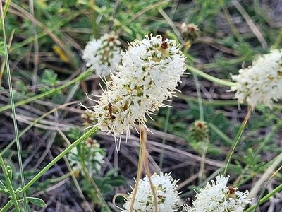 Dalea candida, photographed by Doug Macaulay