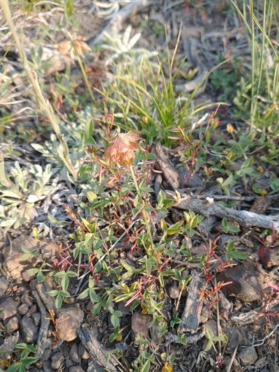 Trifolium productum, photographed by Drew Meyer