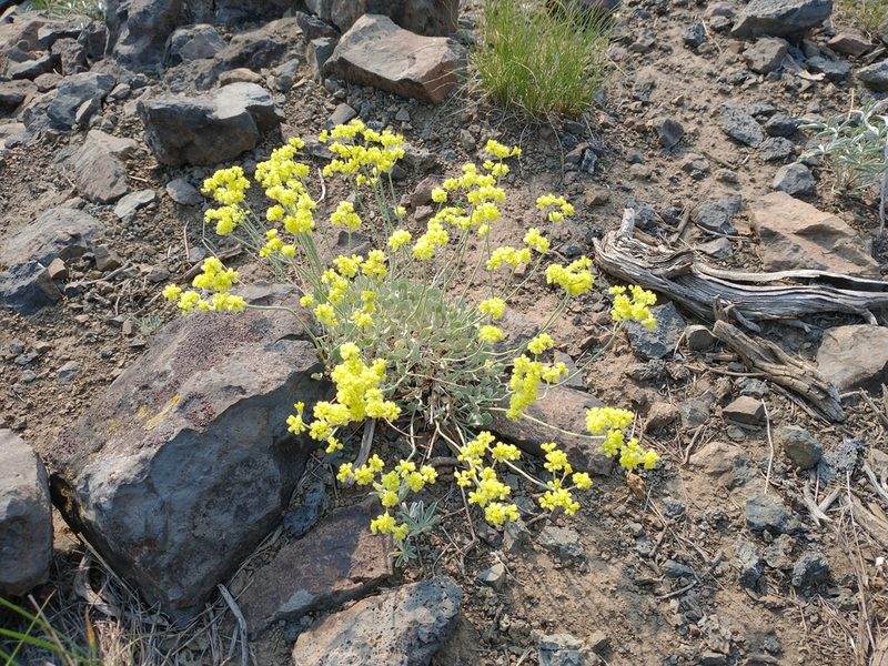 Eriogonum strictum, photographed by Drew Meyer