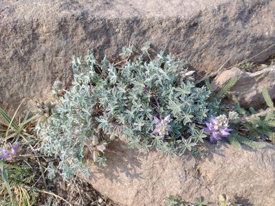 Lupinus lepidus, photographed by Drew Meyer