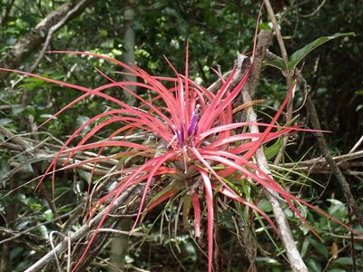 Tillandsia brachycaulos, photographed by Lee Cain