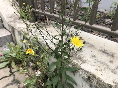 Hieracium sabaudum, photographed by Pavel Kacl