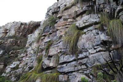 Ficinia brevifolia, photographed by Tony Rebelo