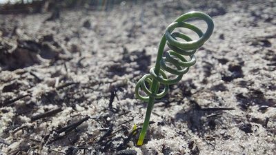 Albuca spiralis, photographed by Jacques van der Merwe