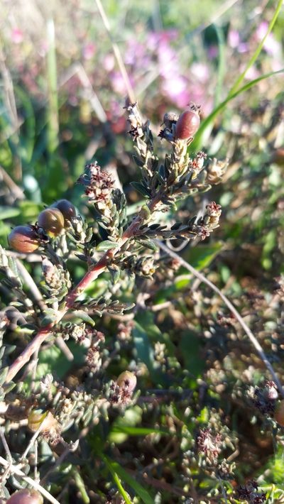 Phylica strigulosa, photographed by Jacques van der Merwe
