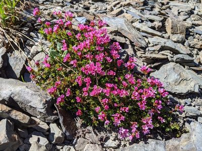 Androsace laevigata, photographed by John A Haskins