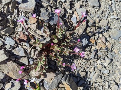 Epilobium clavatum, photographed by John A Haskins