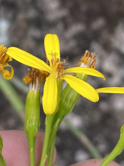 Senecio junceus, photographed by Dave U