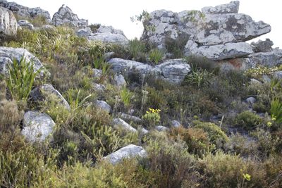 Phylica strigosa, photographed by Tony Rebelo