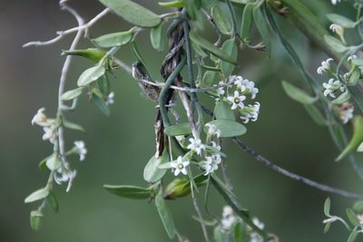 Astephanus triflorus, photographed by Tony Rebelo