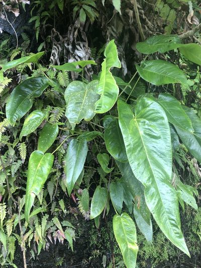 Anthurium dominicense, photographed by Joseph Hubbard