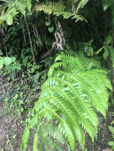 Cyathea horrida, photographed by Joseph Hubbard