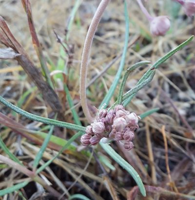 Asclepias senecionifolia, photographed by Eugenio Padilla