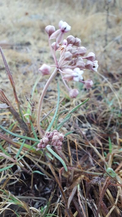 Asclepias senecionifolia, photographed by Eugenio Padilla