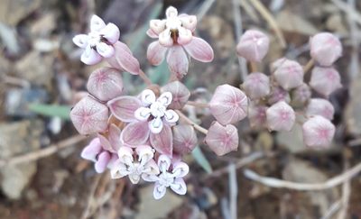 Asclepias senecionifolia, photographed by Eugenio Padilla