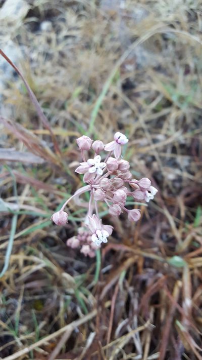 Asclepias senecionifolia, photographed by Eugenio Padilla