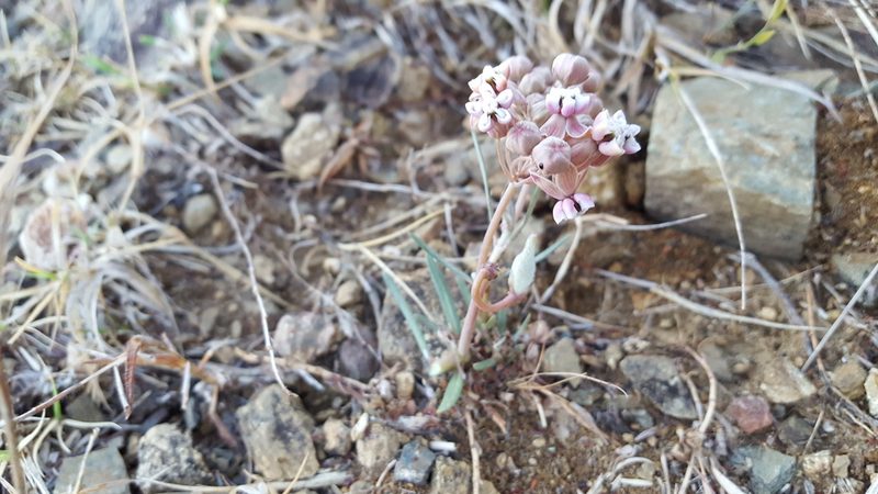 Asclepias senecionifolia, photographed by Eugenio Padilla