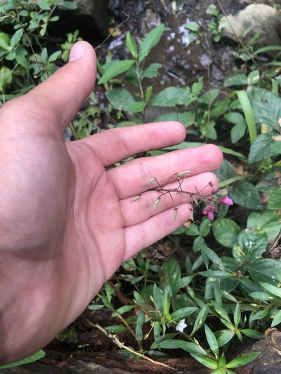 Desmodium axillare, photographed by Joseph Hubbard