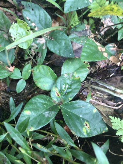 Desmodium axillare, photographed by Joseph Hubbard
