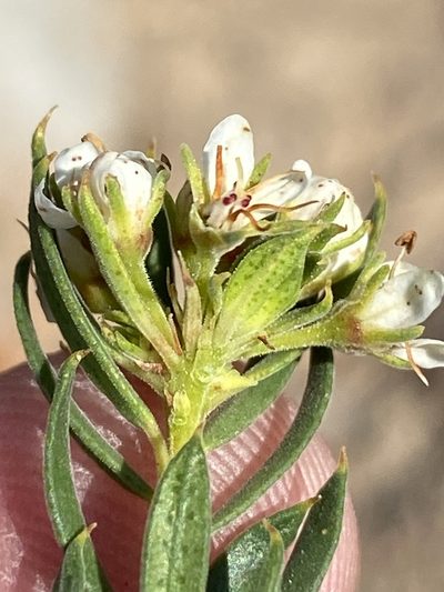 Agathosma puberula, photographed by Dave U