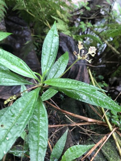 Pilea semidentata, photographed by Joseph Hubbard