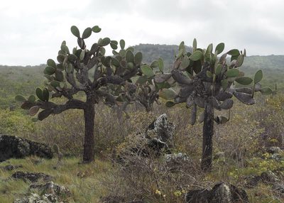Opuntia galapageia, photographed by John G. Phillips