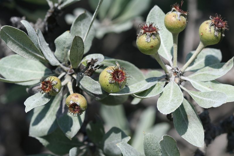 Pyrus elaeagrifolia, photographed by Edmundas Greimas