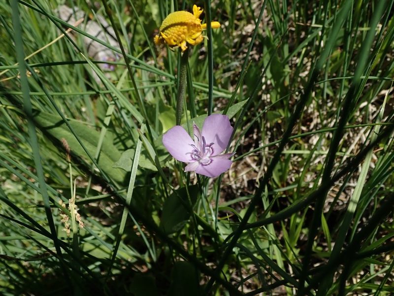 Calochortus nudus, photographed by joergmlpts