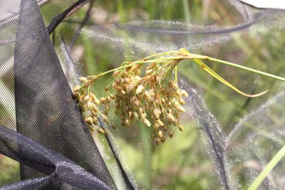 Scirpus pedicellatus, photographed by Quinten Wiegersma