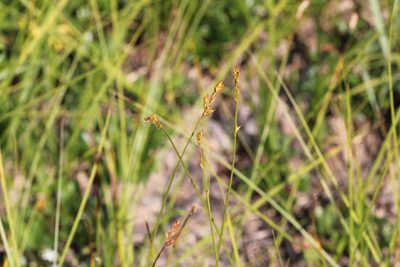 Carex siccata, photographed by Quinten Wiegersma