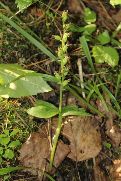 Neottia auriculata, photographed by Quinten Wiegersma