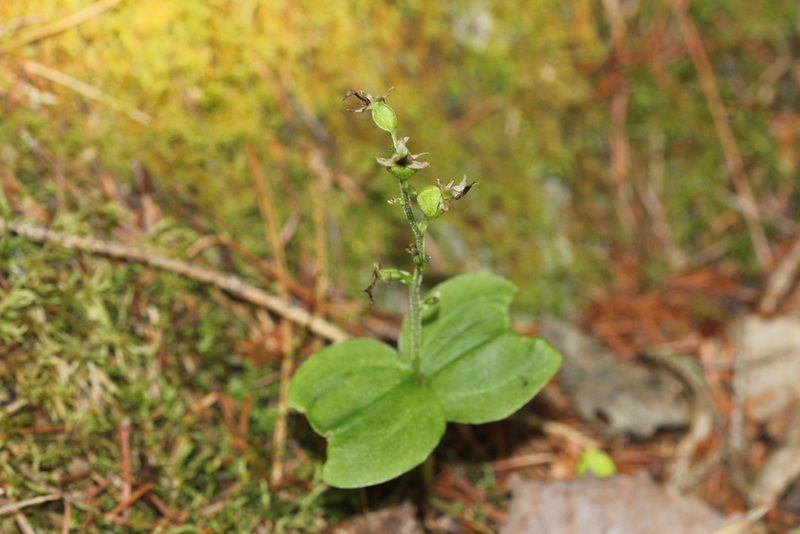 Neottia auriculata, photographed by Quinten Wiegersma