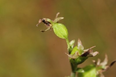Neottia auriculata, photographed by Quinten Wiegersma