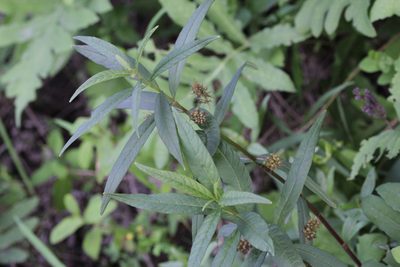 Lysimachia thyrsiflora, photographed by Quinten Wiegersma